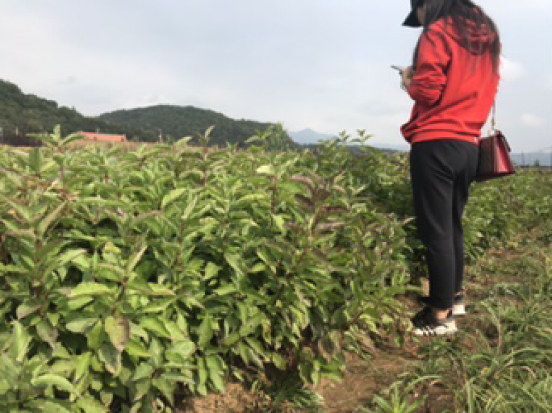 红瑞木小苗