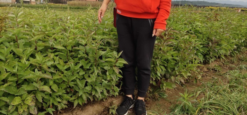 红瑞木小苗