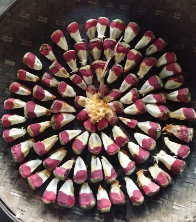 黑老虎巨果苗3到7斤品种