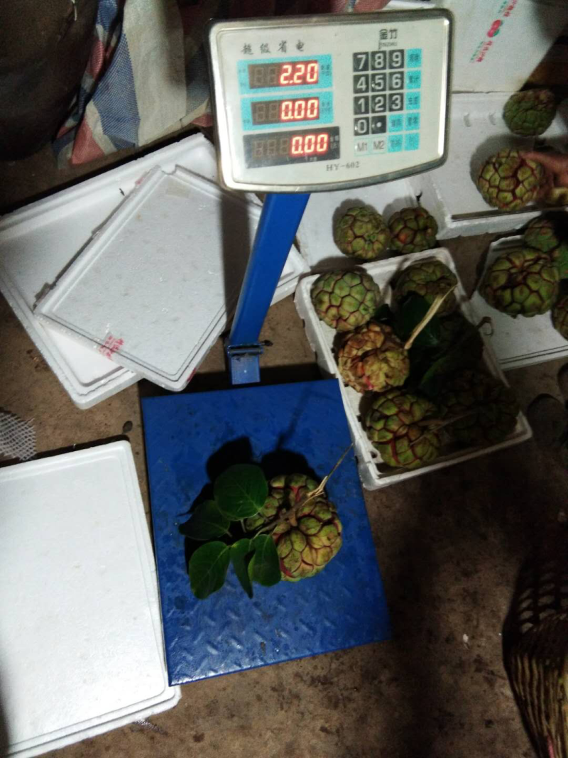 黑老虎巨果苗3到7斤品种