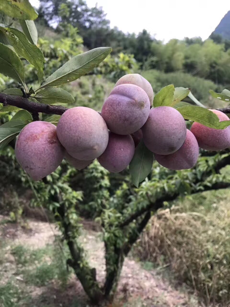桃形李树苗桃形李小苗精品桃形李苗嵊州