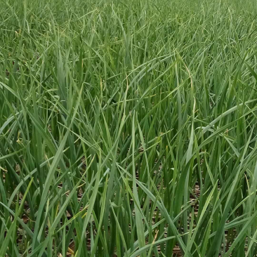 蒜苗