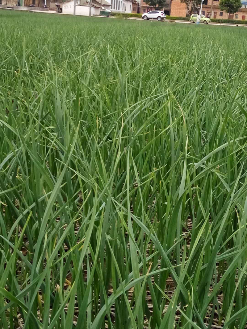 蒜苗
