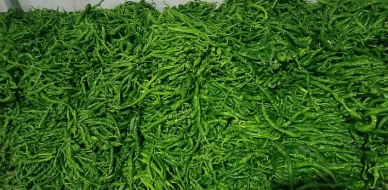 大量螺丝椒马上上市