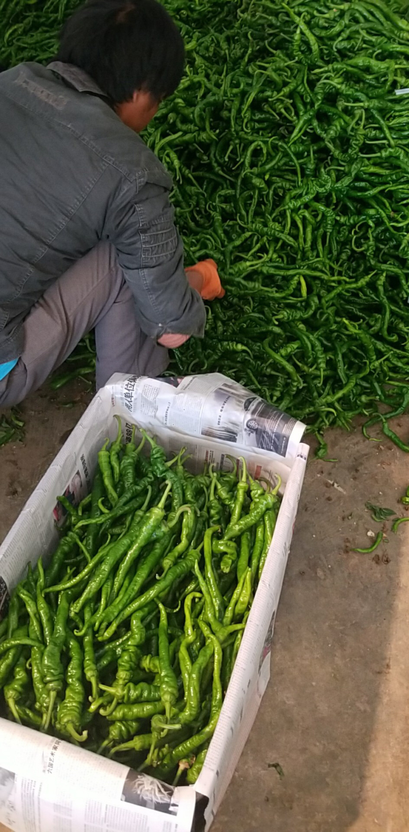 螺丝椒