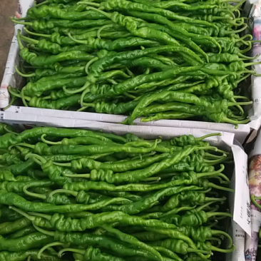 螺丝椒