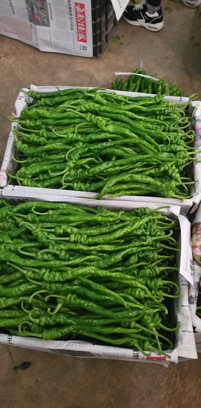 螺丝椒