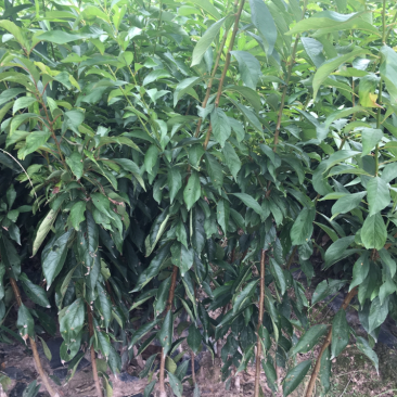 脆红/半边红/晚熟青脆/五月脆成活率高提供技术指导