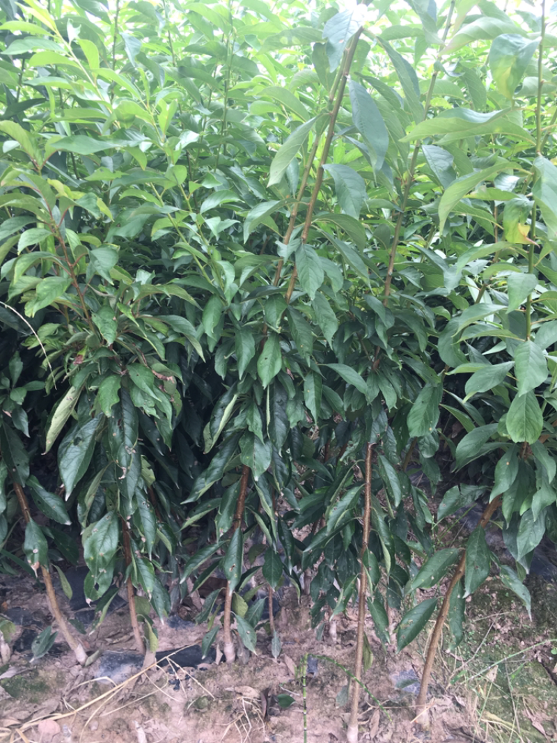 脆红/半边红/晚熟青脆/五月脆成活率高提供技术指导