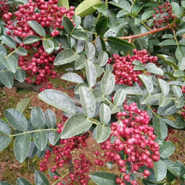 汉源红椒苗，花椒嫁接苗，根系发达成活率高，提供技术指导
