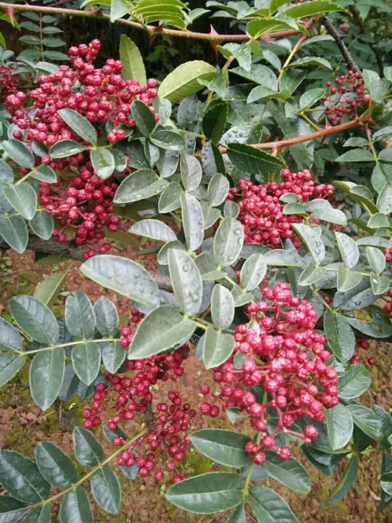 汉源红椒苗，花椒嫁接苗，根系发达成活率高，提供技术指导