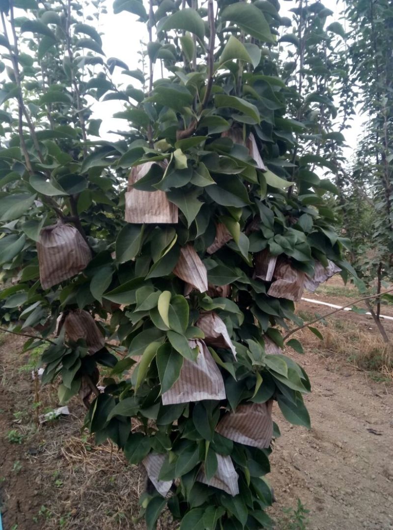 晚秋黄梨500~550g纸袋