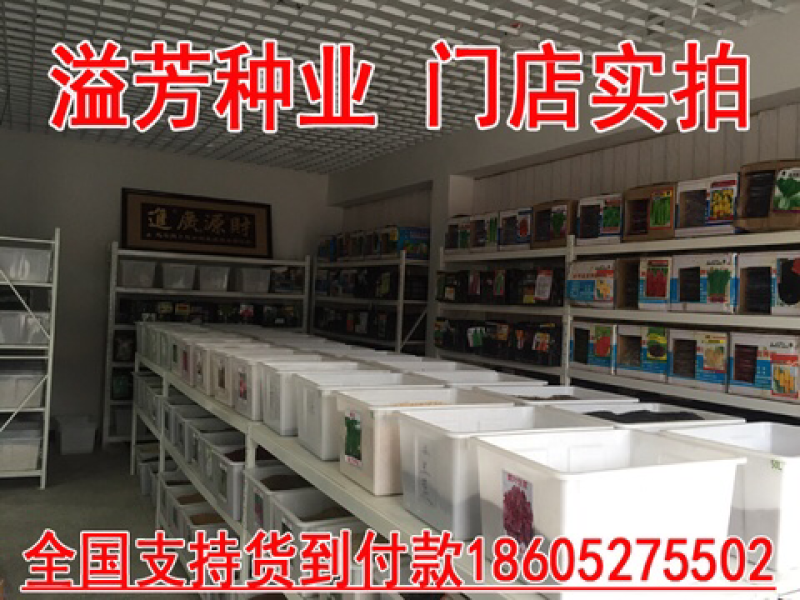 溢芳种业出售蒲公英种子可观赏可作药材四季可播包邮