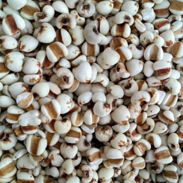 优质大薏米-色泽好，口味好，欢迎采购量大从优