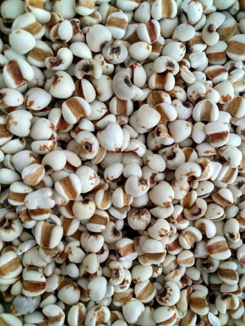优质大薏米-色泽好，口味好，欢迎采购量大从优