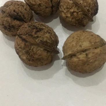 云南纸皮核桃