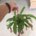 110彩盆猪笼草
