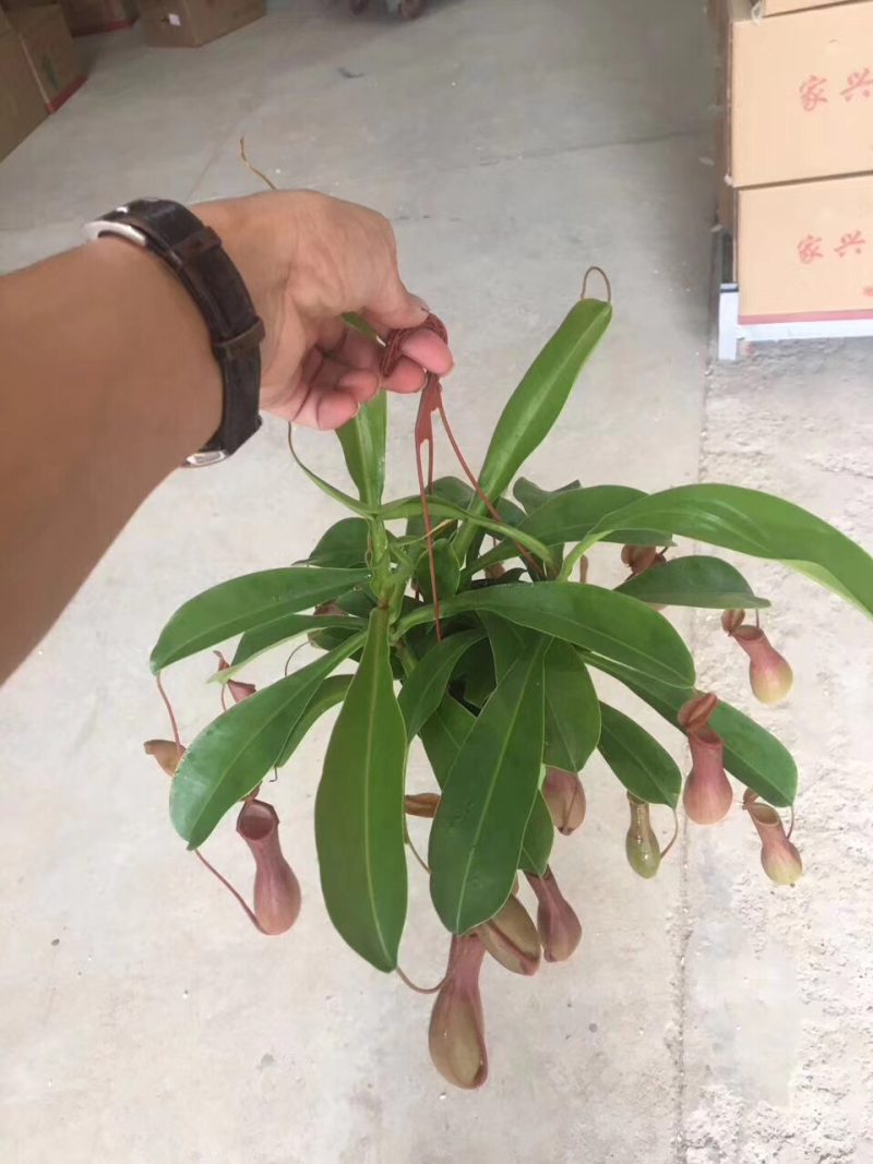 110彩盆猪笼草