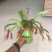 110彩盆猪笼草