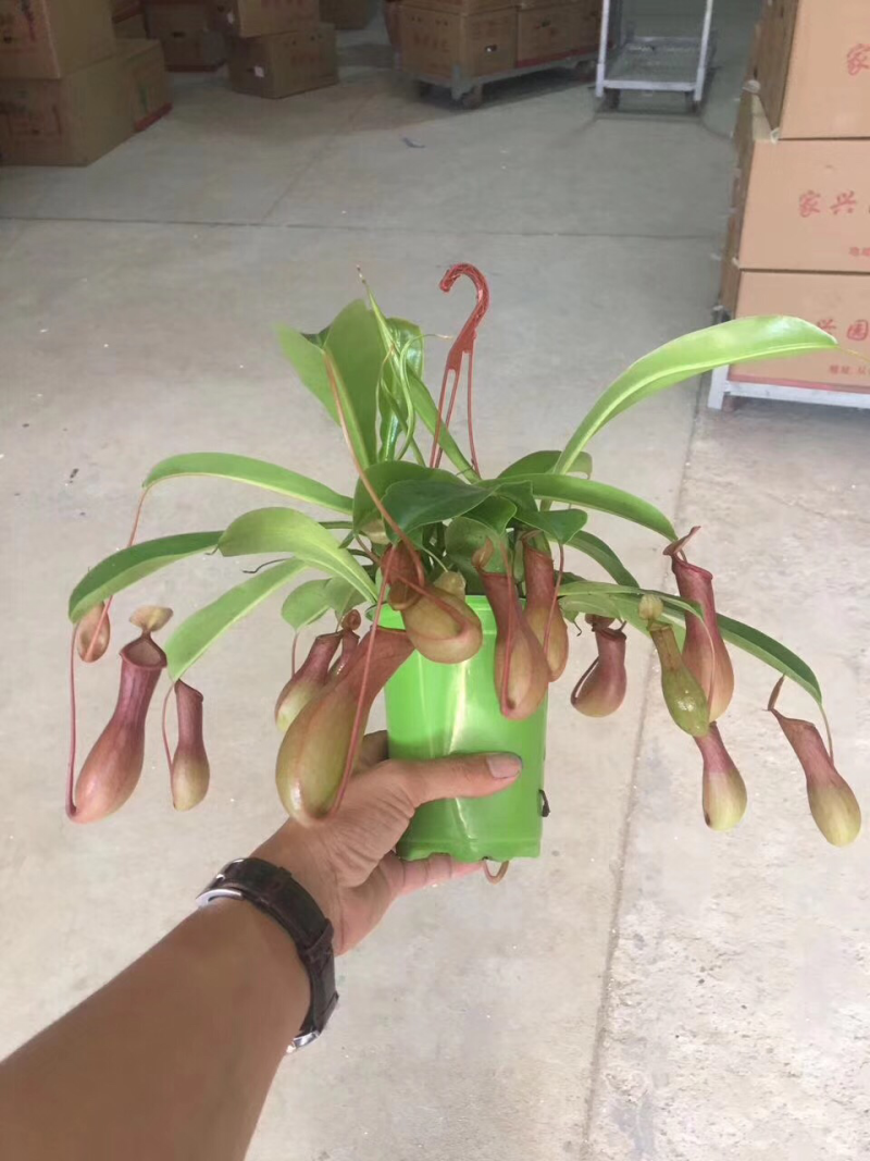 110彩盆猪笼草