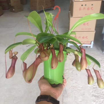 110彩盆猪笼草