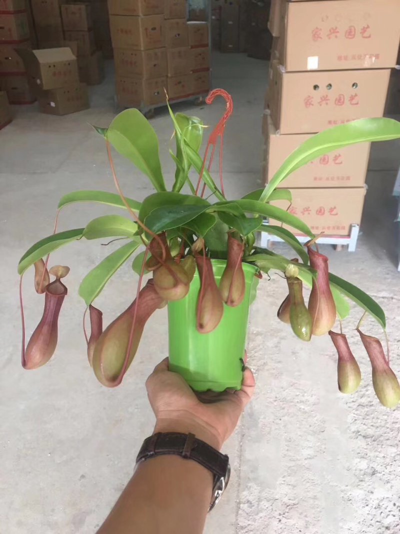 110彩盆猪笼草