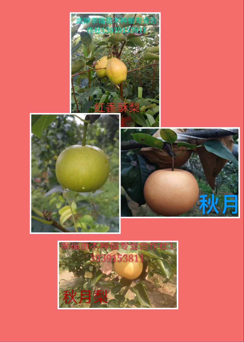 岀售桃苗，