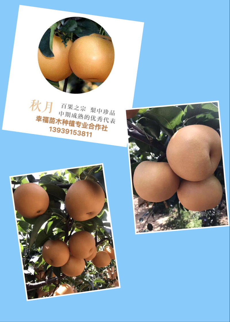 岀售桃苗，
