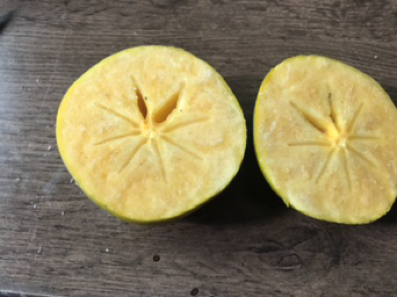 岀售桃苗，