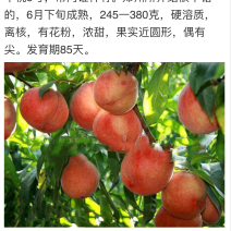 岀售桃苗，