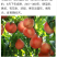 岀售桃苗，