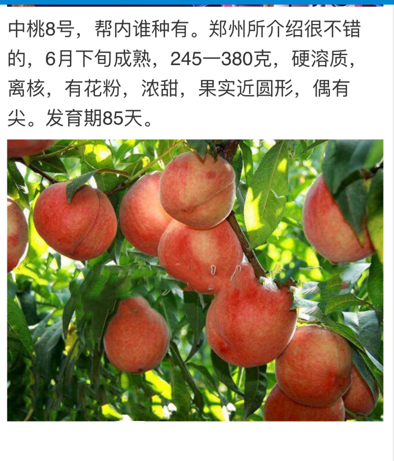 岀售桃苗，