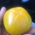 岀售桃苗，