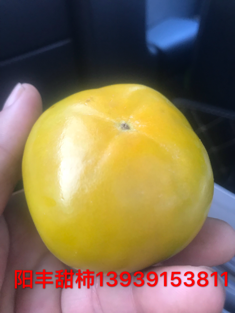 岀售桃苗，