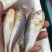 黄皮鱼