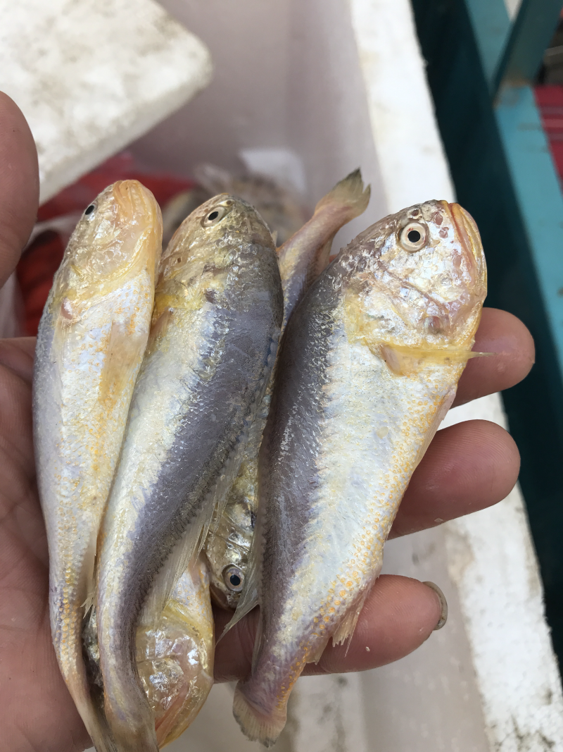黄皮鱼