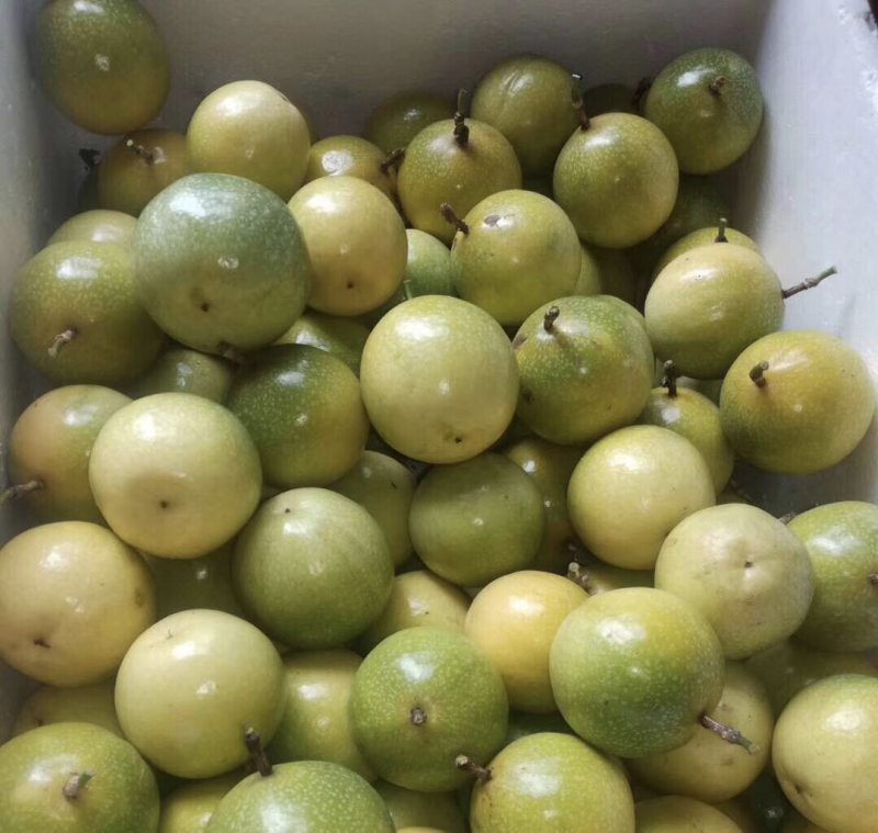 芭乐味黄金百香果，很甜的百香果，中果7-8-9个