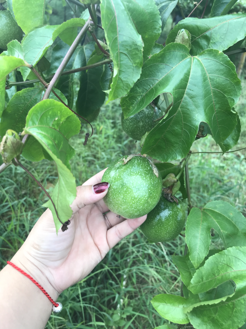 芭乐味黄金百香果，很甜的百香果，中果7-8-9个