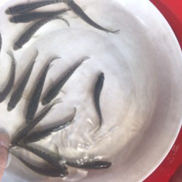 黑鱼苗生鱼苗