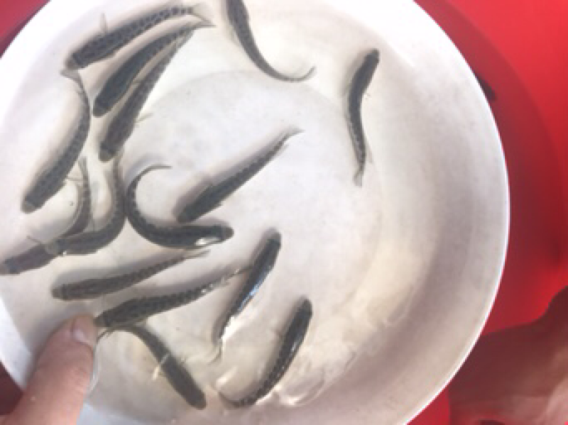 黑鱼苗生鱼苗