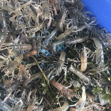 澳龙苗澳洲龙虾苗澳洲淡水龙虾苗澳龙