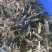 澳龙苗澳洲龙虾苗澳洲淡水龙虾苗澳龙
