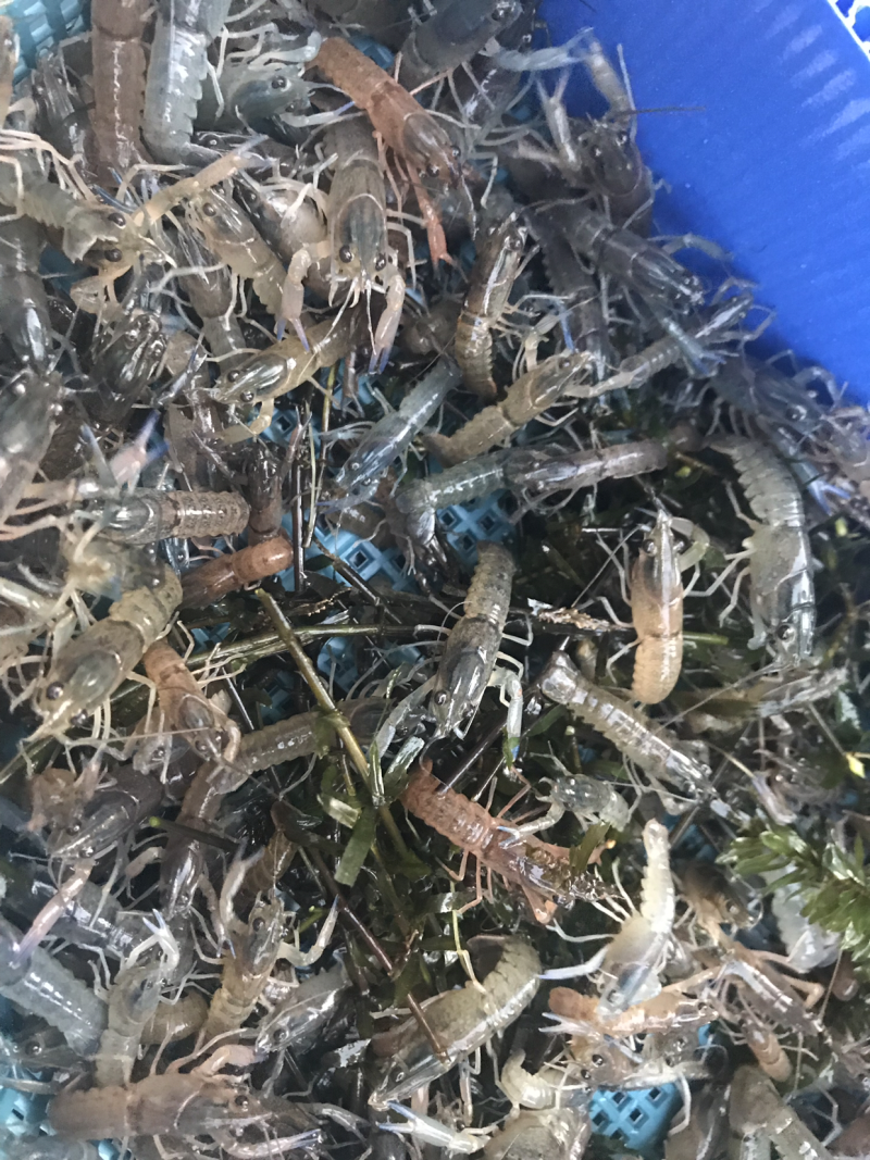 澳龙苗澳洲龙虾苗澳洲淡水龙虾苗澳龙