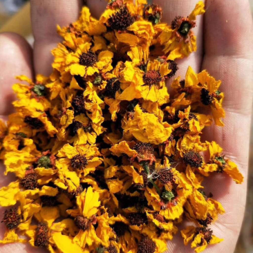 昆仑雪菊