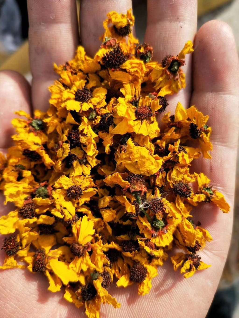 昆仑雪菊
