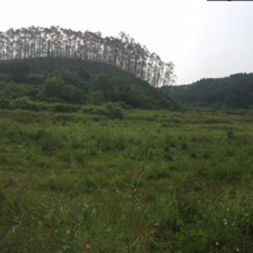 旱地