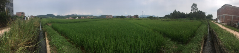 水田