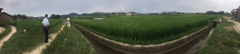 水田