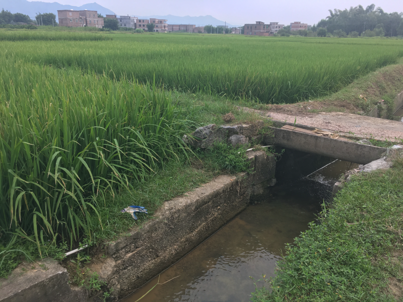 水田