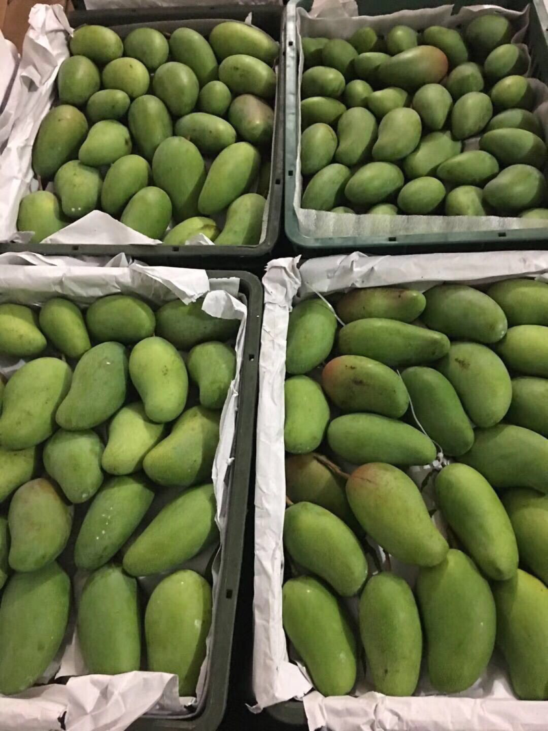 越南甜心芒，电商平台全国一件代发，诚招代理